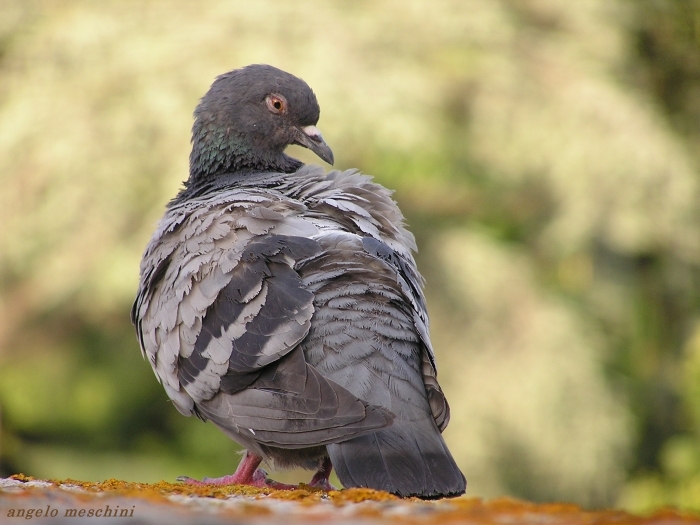 Piccione domestico in preening